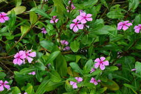 长春花