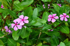 长春花 