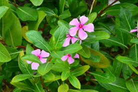 长春花 