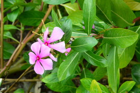 长春花 