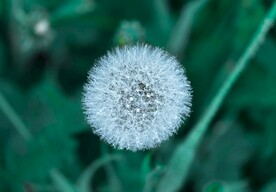 挂满水珠的蒲公英