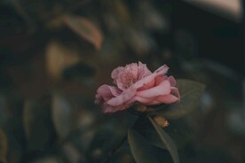 山茶花