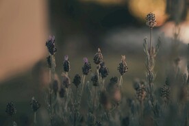 薰衣草