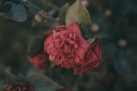 山茶花