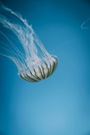 水母