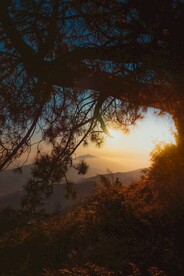 山上的松树风景
