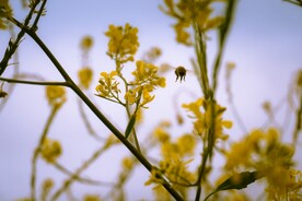 油菜花和蜜蜂