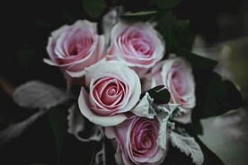 玫瑰花