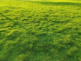 草地