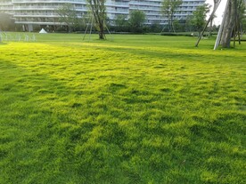 草地