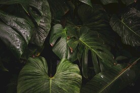 龟背竹叶