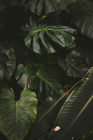 龟背竹叶