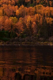 秋林湖景