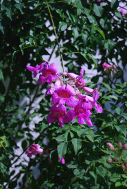 胶片风花卉