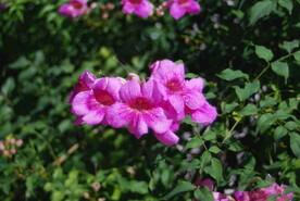 花卉