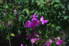 灌木花卉