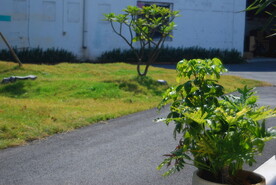 庭院草地