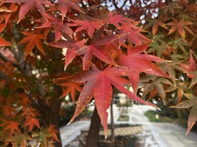 枫叶