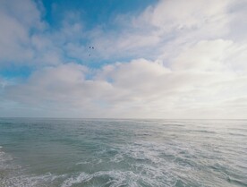 大海和海鸟