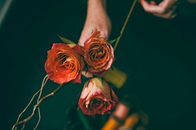 玫瑰花