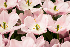 郁金香花