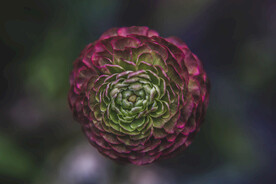 紫红色花