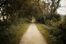 林间道路