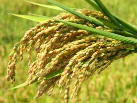 稻穗