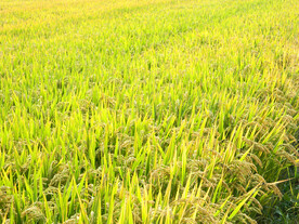 水稻