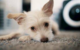 狗狗
