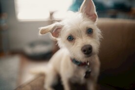 狗狗