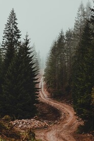 林间道路