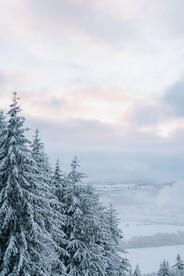 大雪覆盖的圣诞树