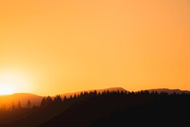 夕阳树林剪影