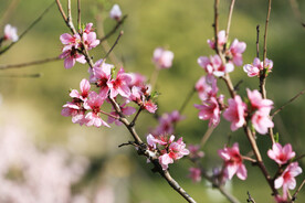 桃树枝唯美背景