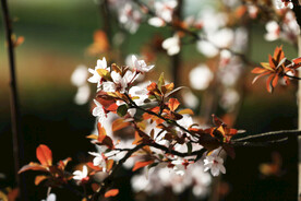 红叶李花朵特写