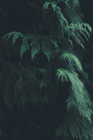 侧柏树枝