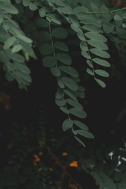 绿叶素材