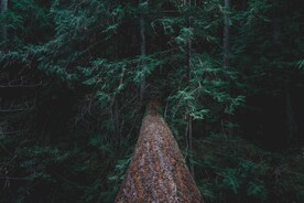 丛林风景