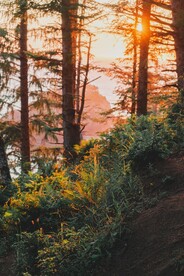 山野丛林风景