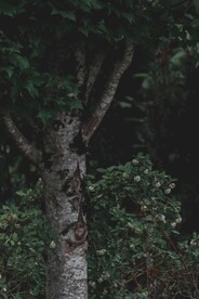 枫树和草丛
