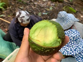 牛油果