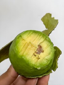 牛油果