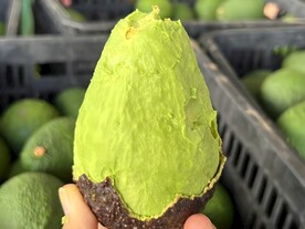 牛油果