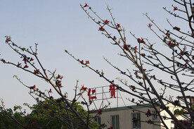 木棉花