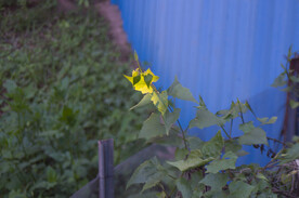 野花野菜