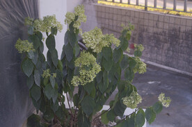绣球花