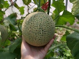 哈密瓜