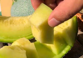 哈密瓜