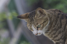 中华狸花猫